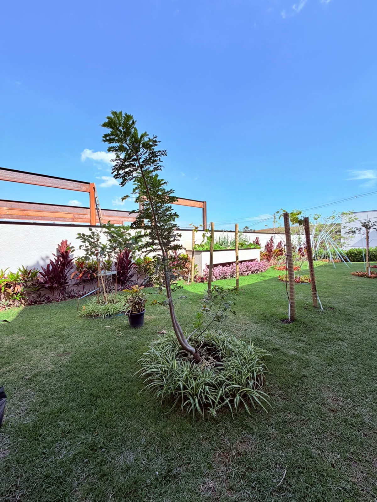 Jardim com árvores jovens e pergolado de madeira